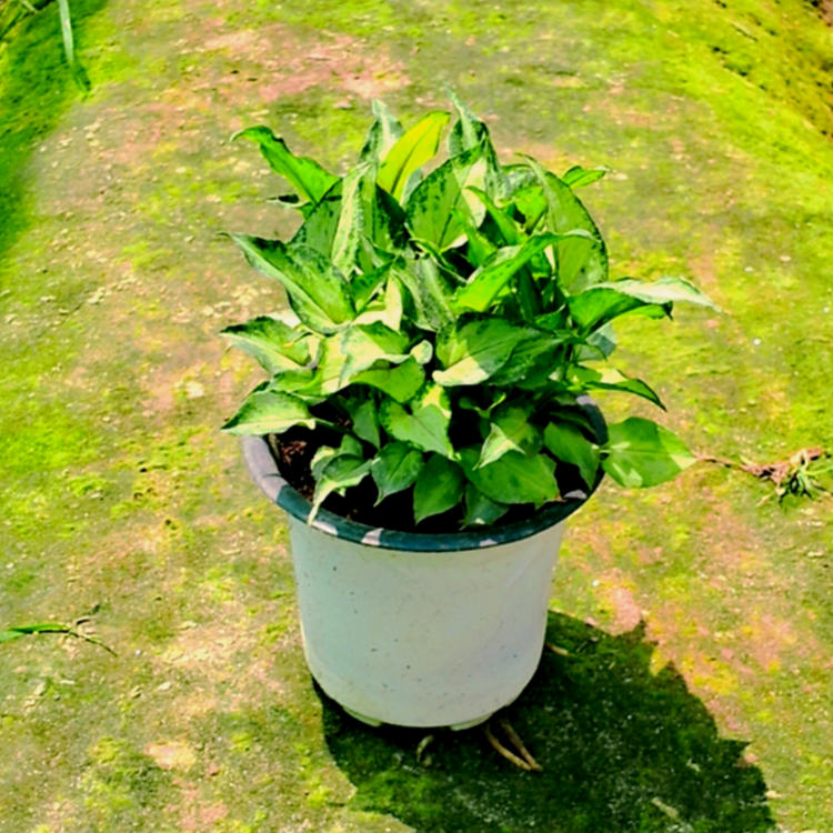 Plants-under-99-Rs Plantncr