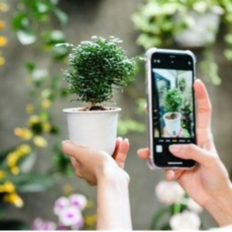 New-plants Plantncr
