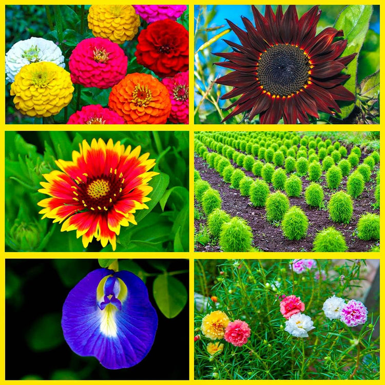 Seasonal-plants Plantncr