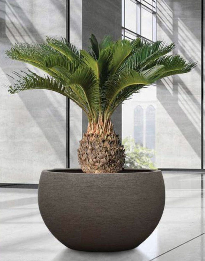 Outdoor-plants Plantncr