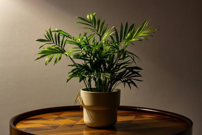 Indoor-plants Plantncr