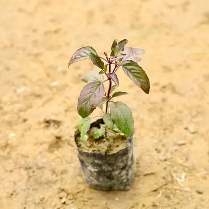 Tulsi (Shyama) in 4 inch polybag Plantncr