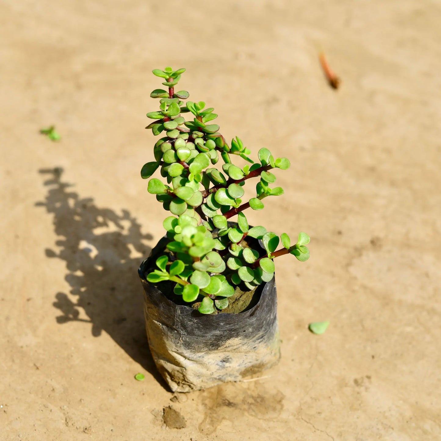 Jade plant Plantncr