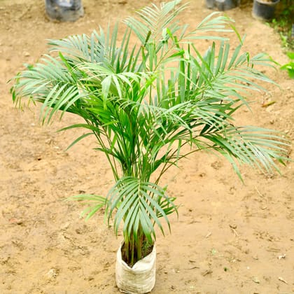 Arica palm plant in 6 inch nursery bag Plantncr