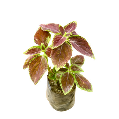 Red Coleus plant in 4 inch polybag Plantncr