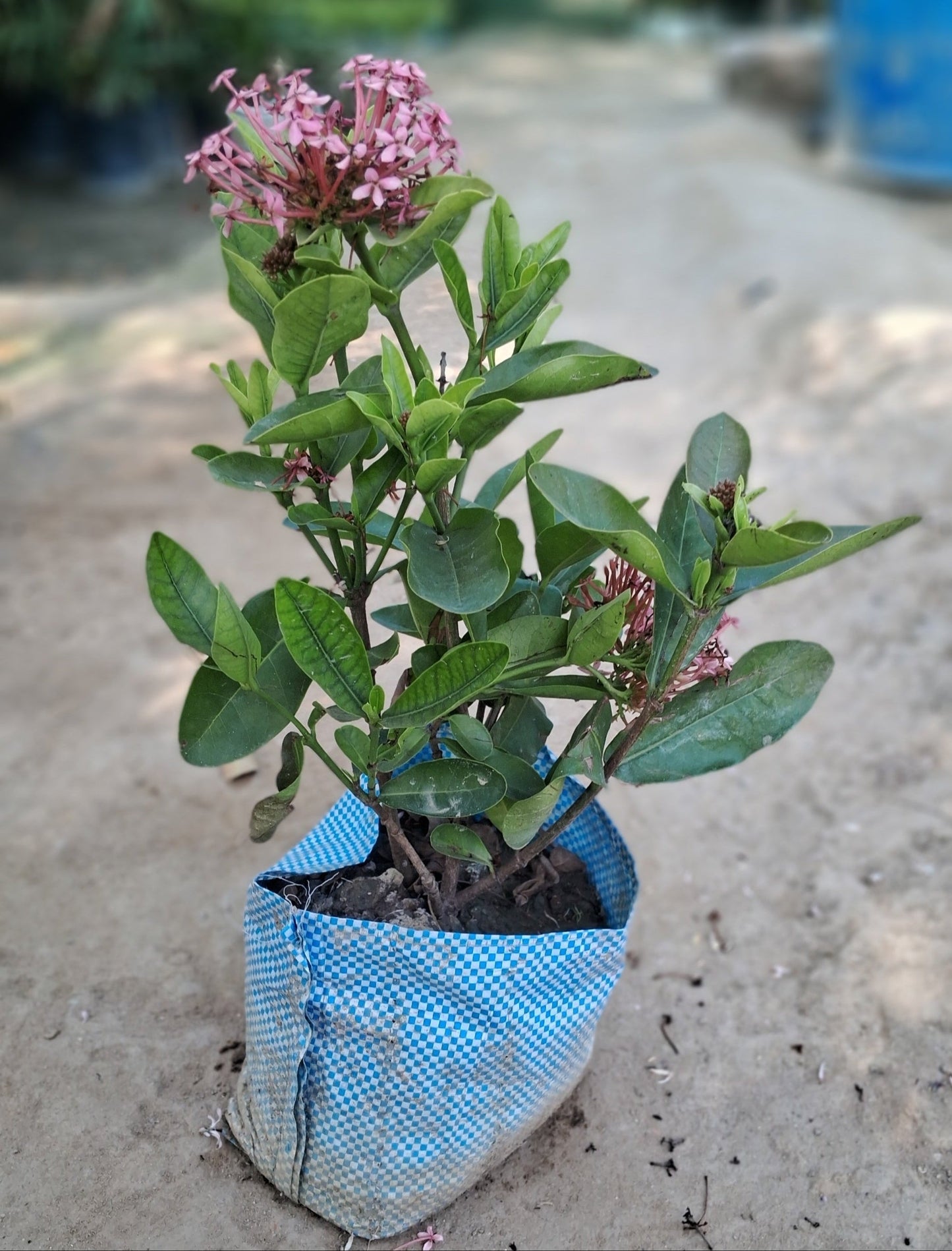 Ixora red colour flower plant in 6 inch polybag Plantncr