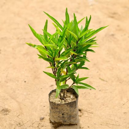 Sukh Shanti Plant in 4 inch polybag Plantncr
