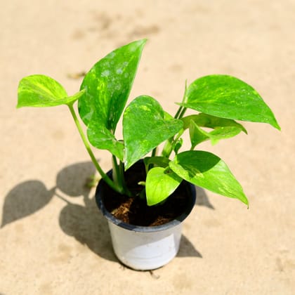 Money plant in 4 inch pot Plantncr