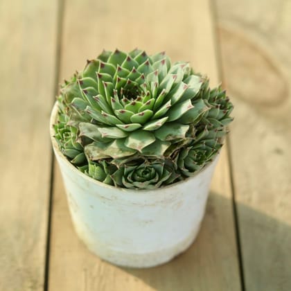 Lakshmi Kamal / Sempervivum Succulent plant in 3 Inch Nursery Pot Plantncr