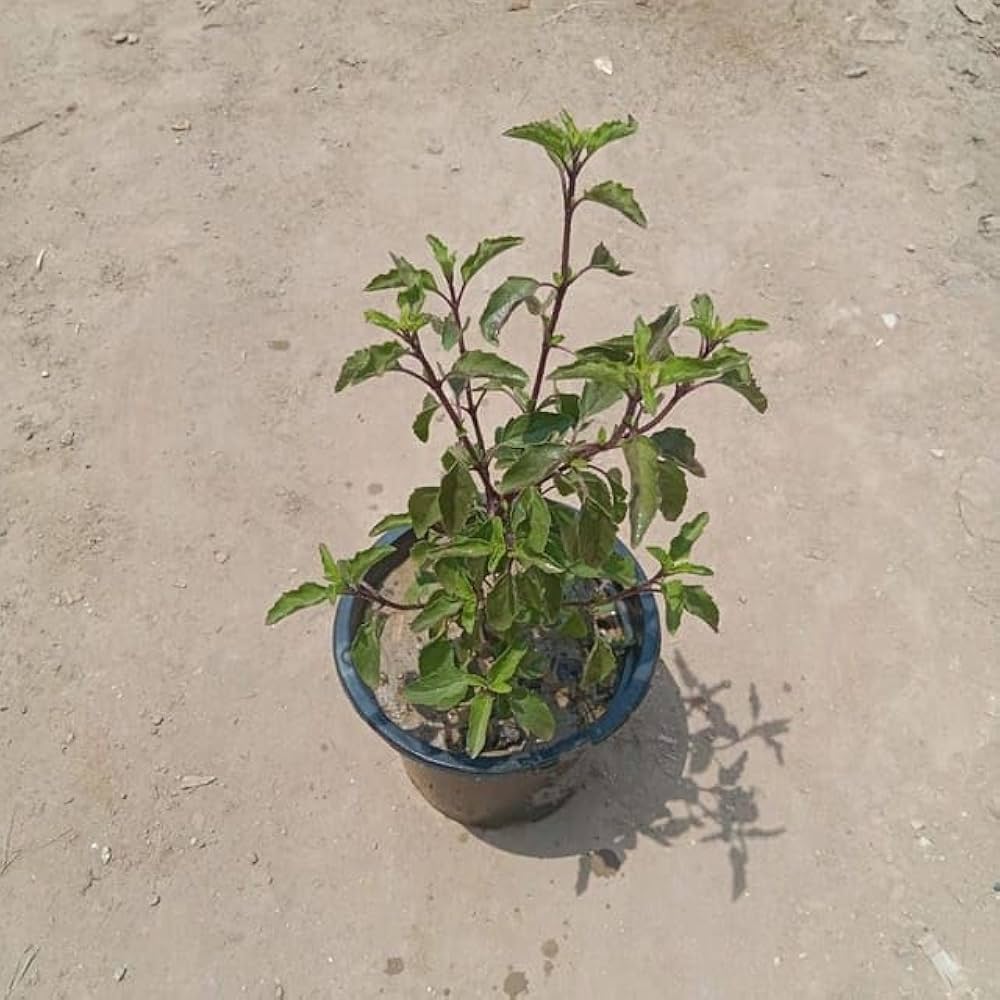 money tree plant pot Pachira aquatica 'Money Tree' – Snakeroot Botanicals main image 1
