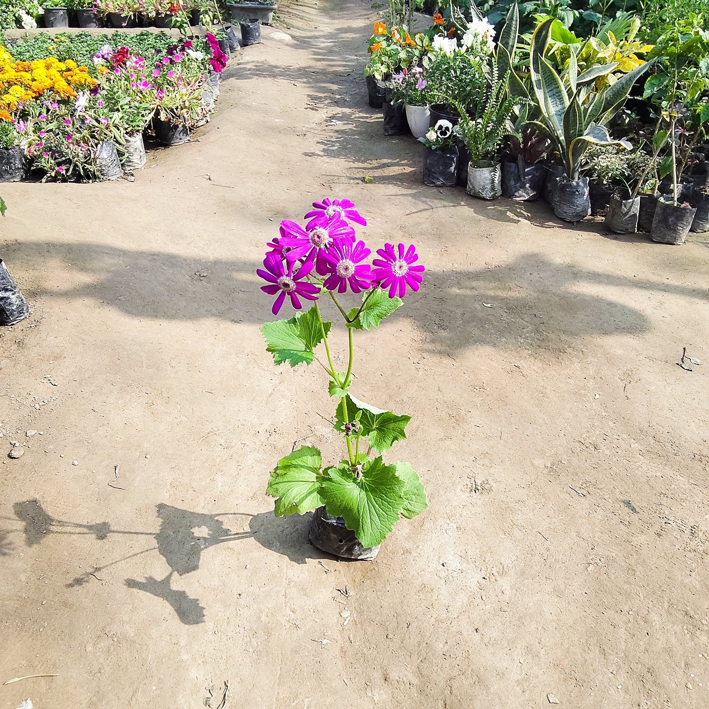Cineraria winter flower plant multicolor in 4 inch pot