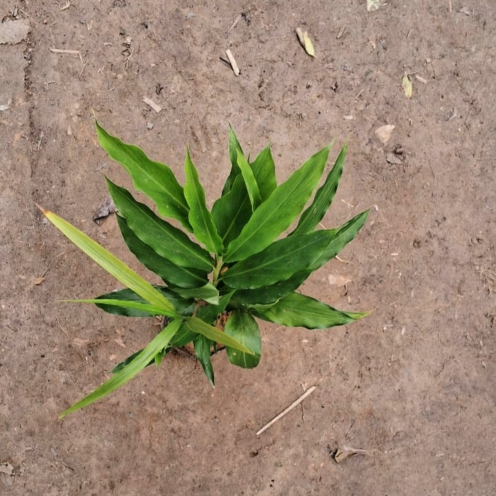 Elaichi Plant (Cardamom) - Fresh Aromatic Herb - 4 Inch Nursery Bag