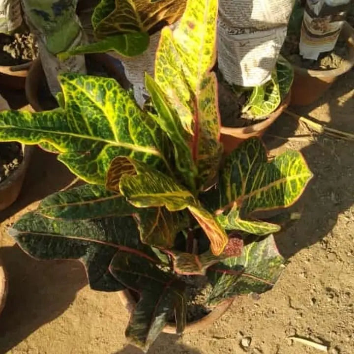 Croton Plantncr