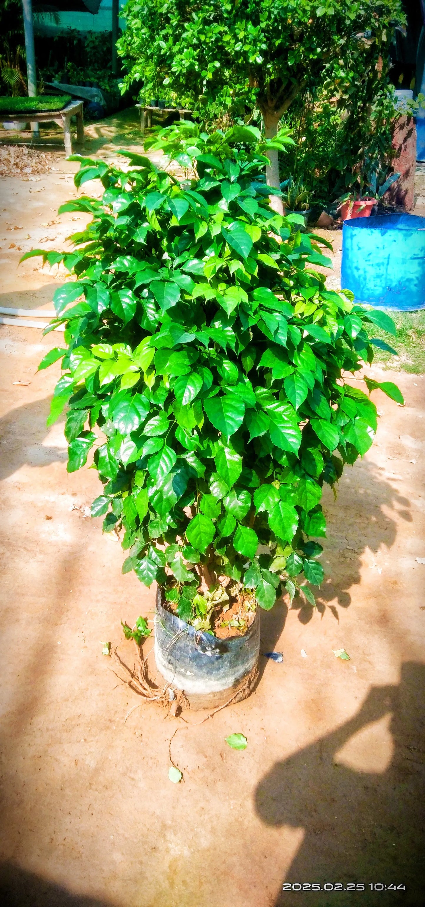 China Doll (Rademachera plant in 16-inch nursery bag ,Plantncr. Plantncr
