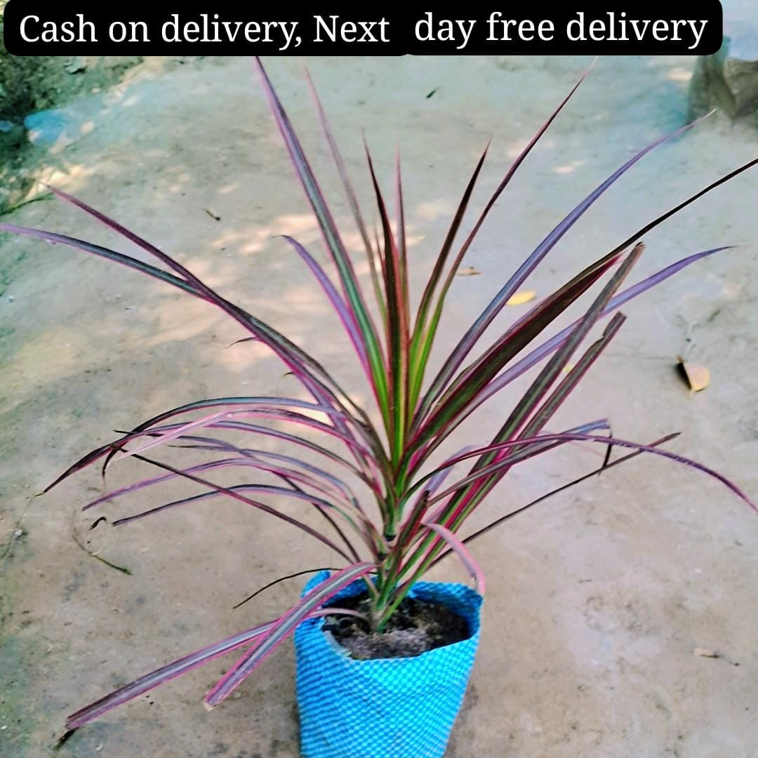 Dracena marginata tricolour plant in 5 inch polybag Plantncr