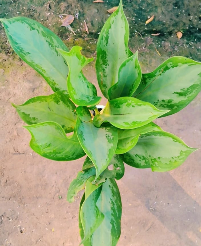 Aglaonema plant in 6 inch poybag Plantncr