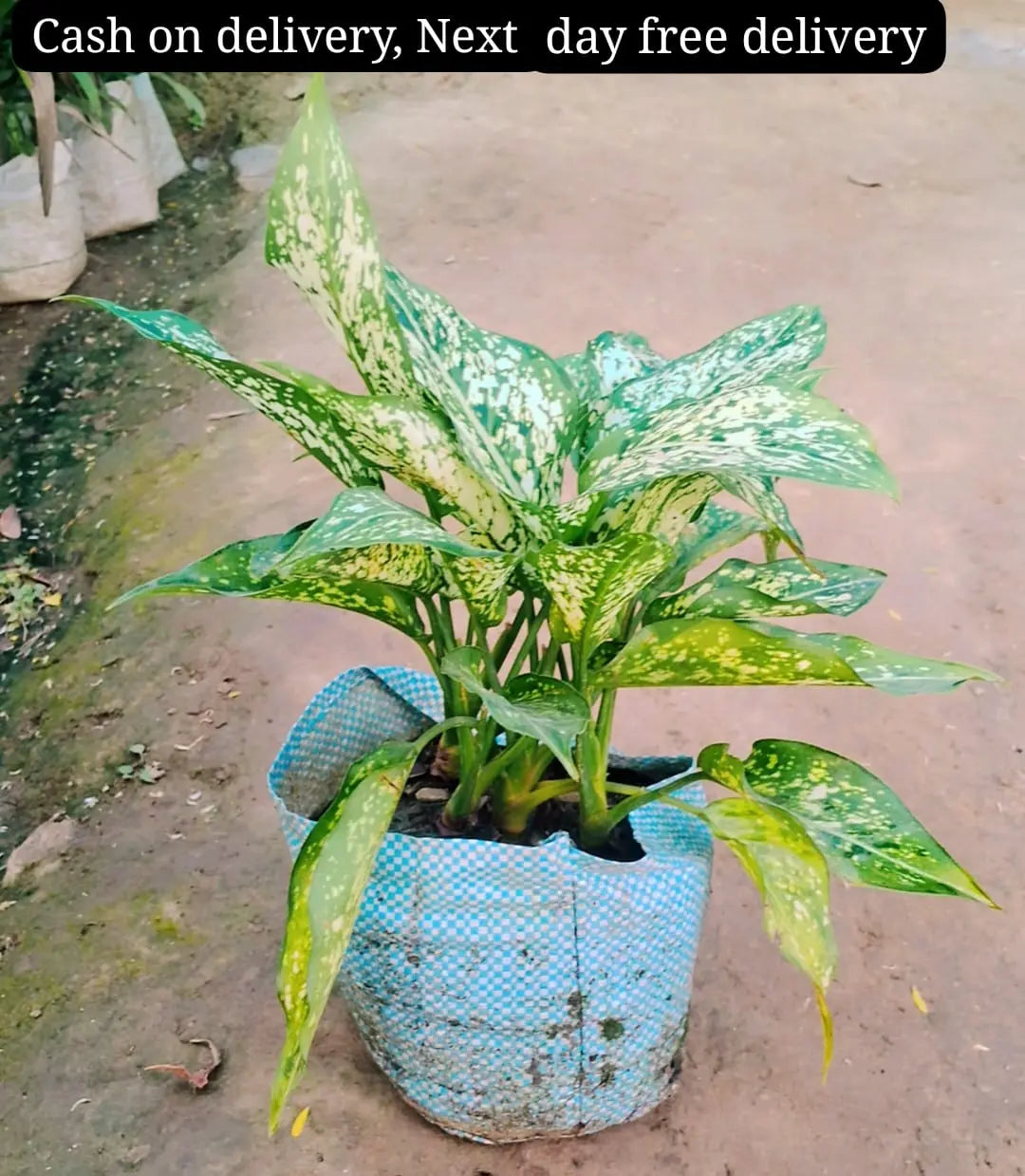 Aglaonima snow white plant in 6 inch polybag Plantncr