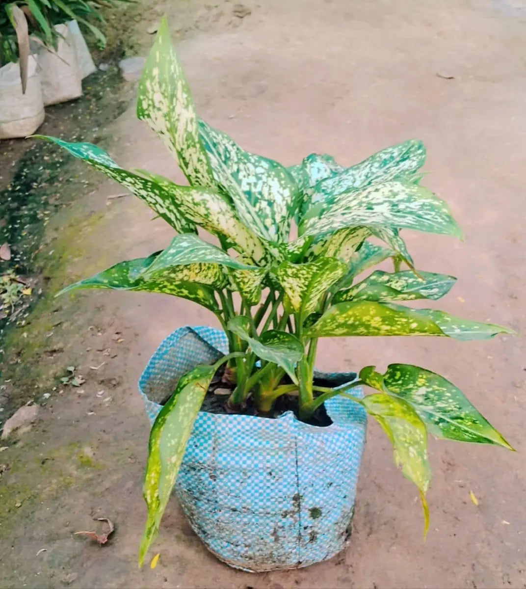 Aglaonima snow white plant in 6 inch polybag Plantncr