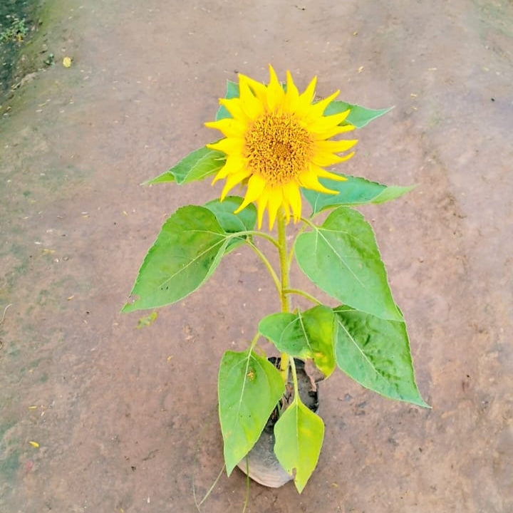 Sunflower plant in 4 inch polybag Plantncr
