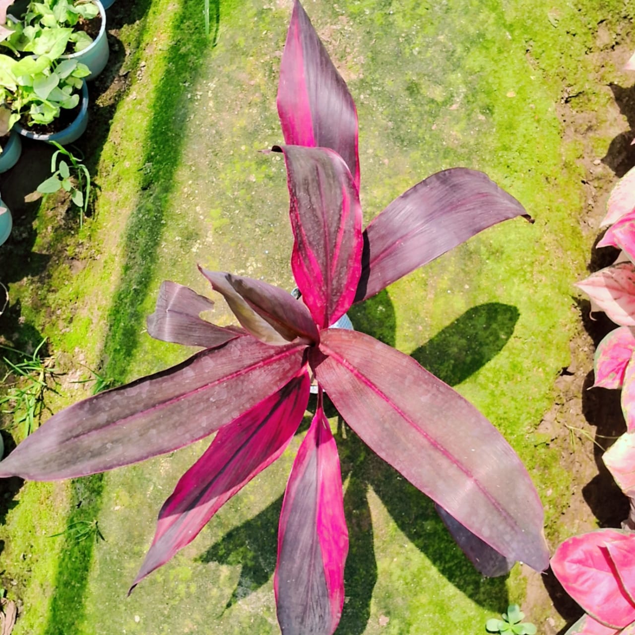 Dracaena rojia plant in 6 inh nursery bag Plantncr