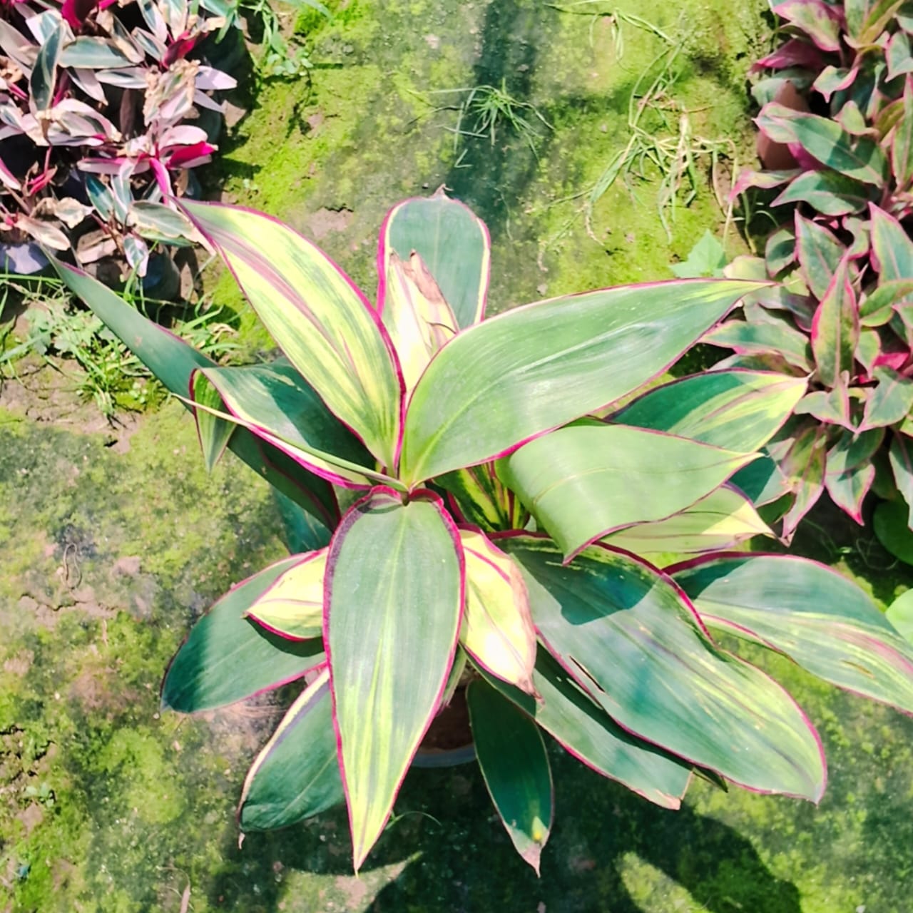 Dracaena oygencart plant in 8 inhc nursery pot Plantncr