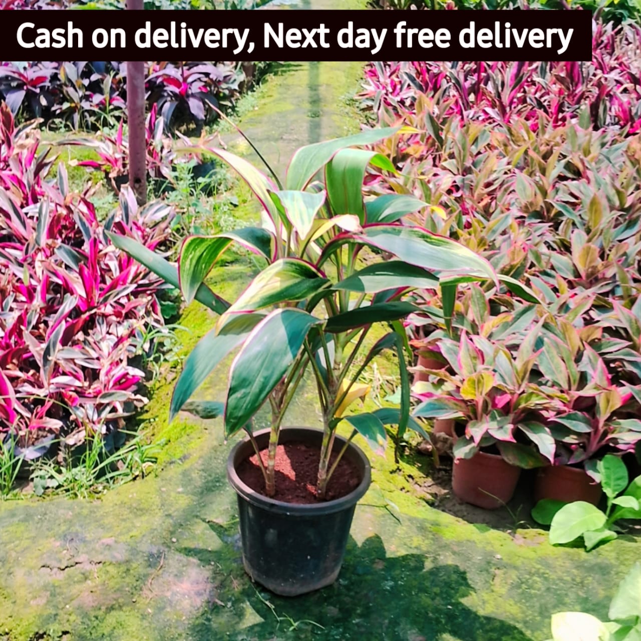 Dracaena oygencart plant in 8 inhc nursery pot Plantncr