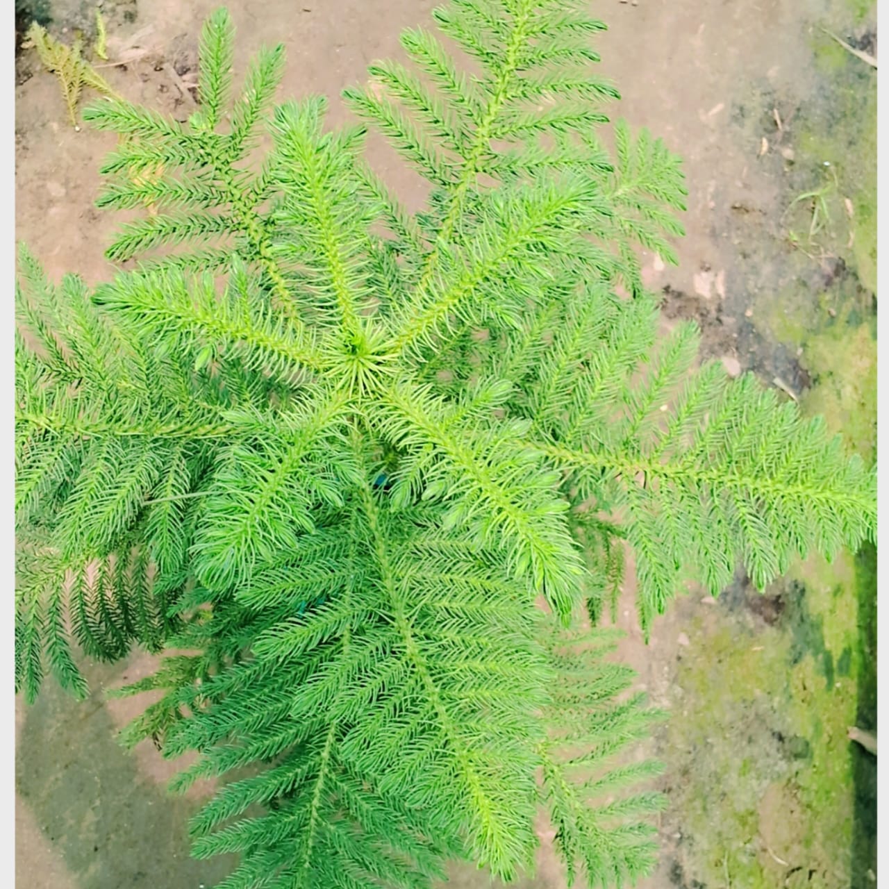 Christmas tree (Araucaria plant) in 8 inch nursery bag Plantncr