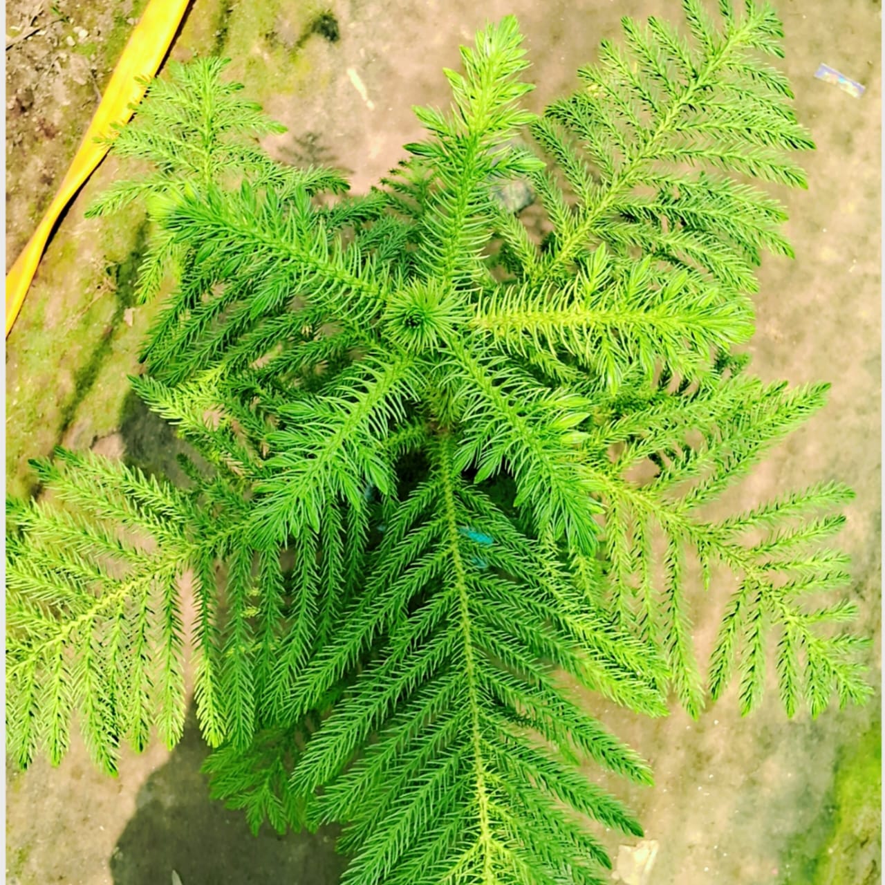 Christmas tree (Araucaria plant) in 8 inch nursery bag Plantncr