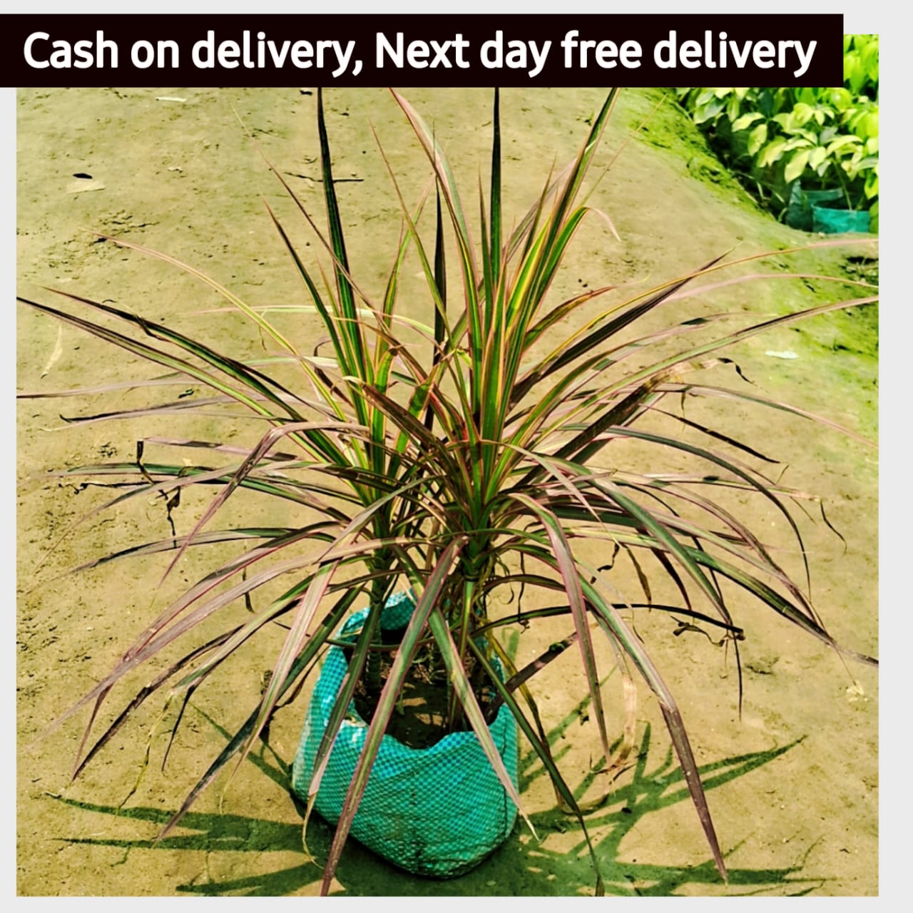 Dracaena angustifolia big in 8 inch polybag Plantncr