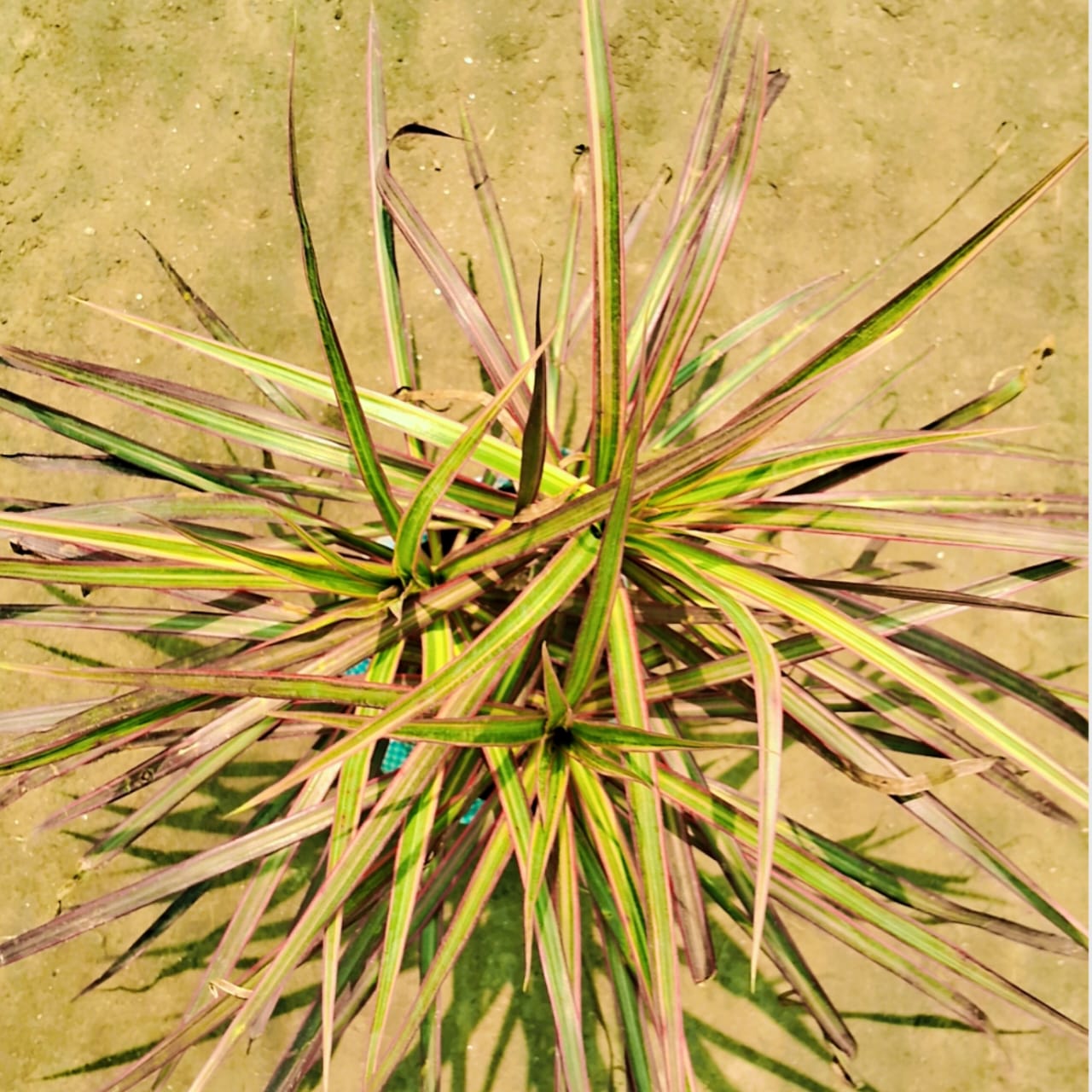 Dracaena angustifolia big in 8 inch polybag Plantncr