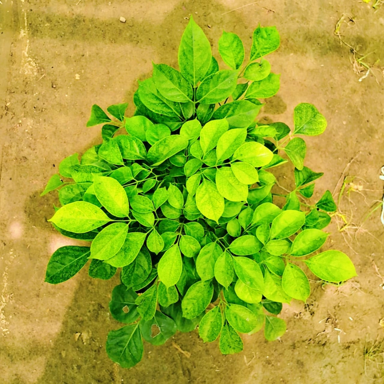 China Doll (Rademachera )plant in 7-inch nursery pot Plantncr