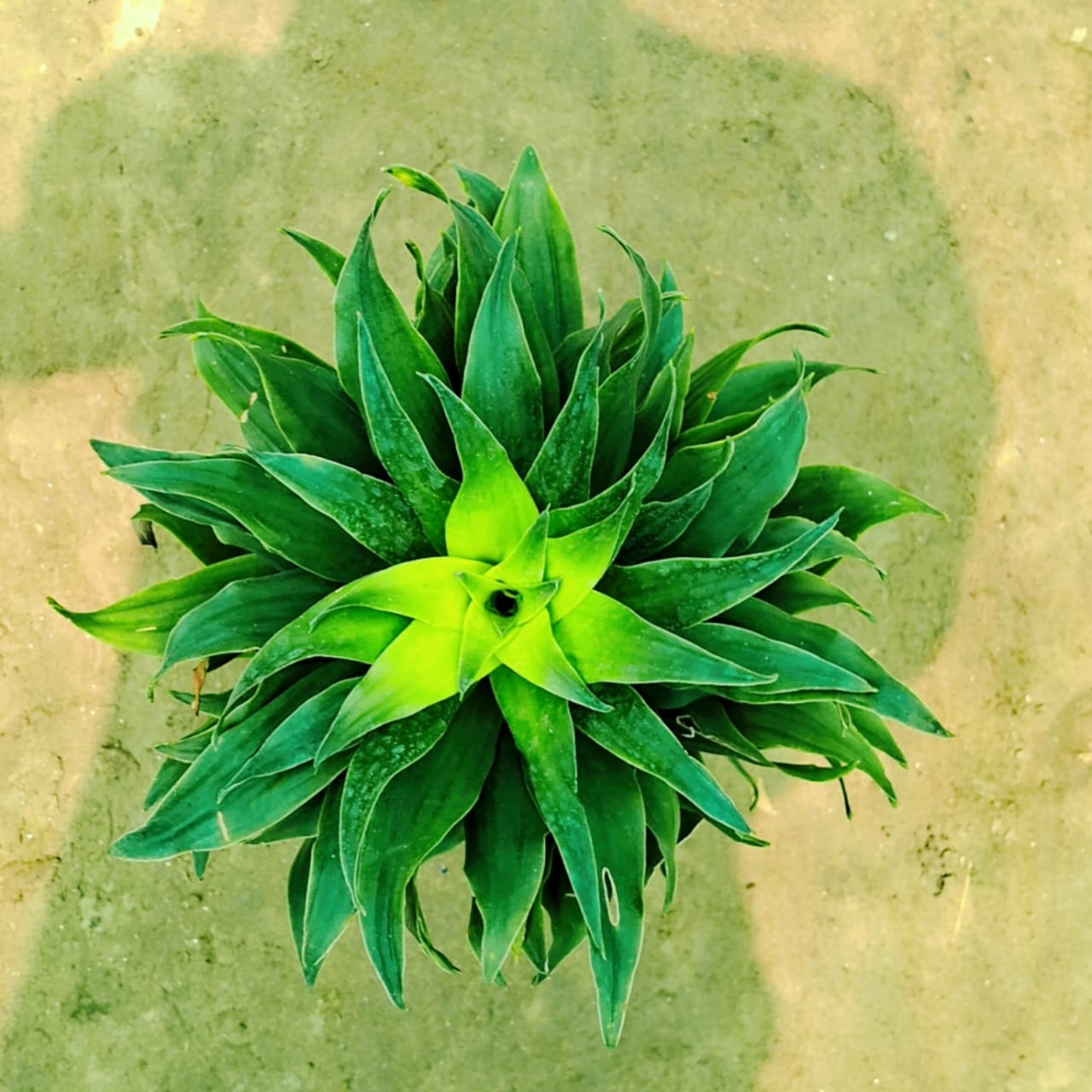 Dracaena Compacta indoor plant in 6 inch nursery bag Plantncr