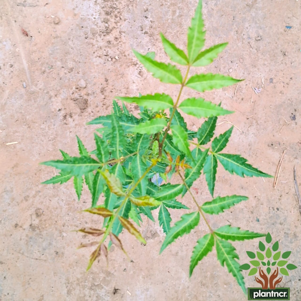 Neem plant in 4 inch polybag Plantncr