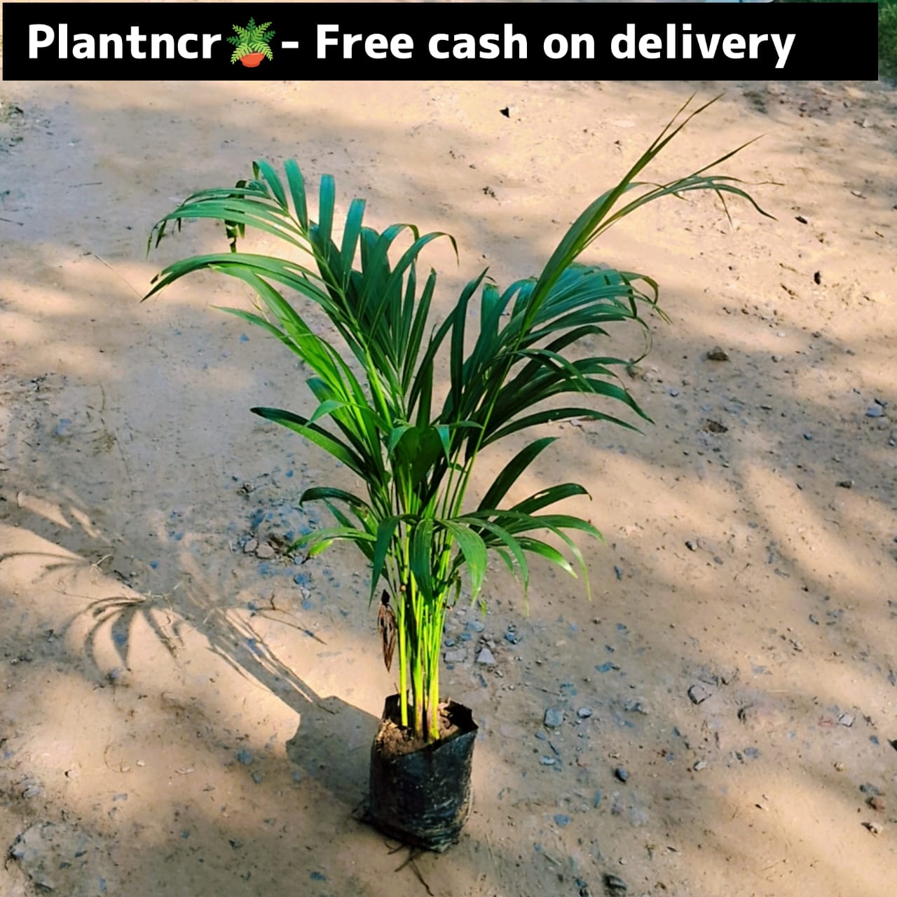 Arica palm in 5 inch nursery bag Plantncr