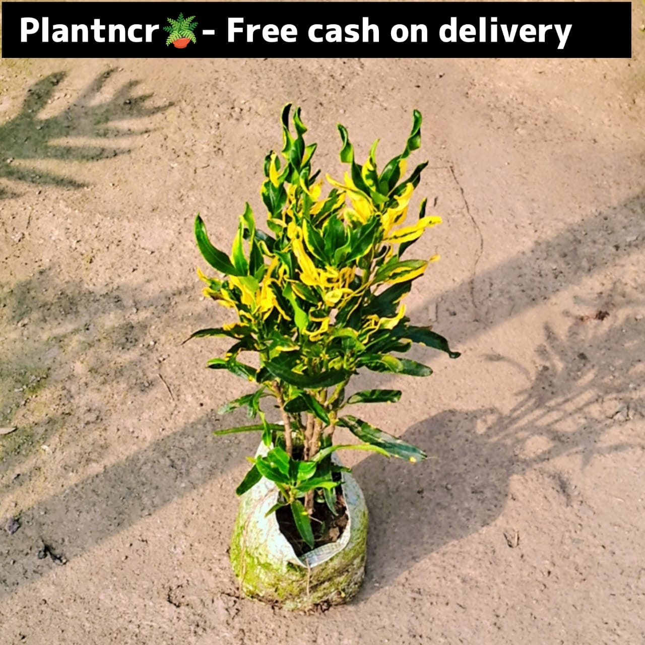 Croton dwarf in 4 Inch nursery bag Plantncr