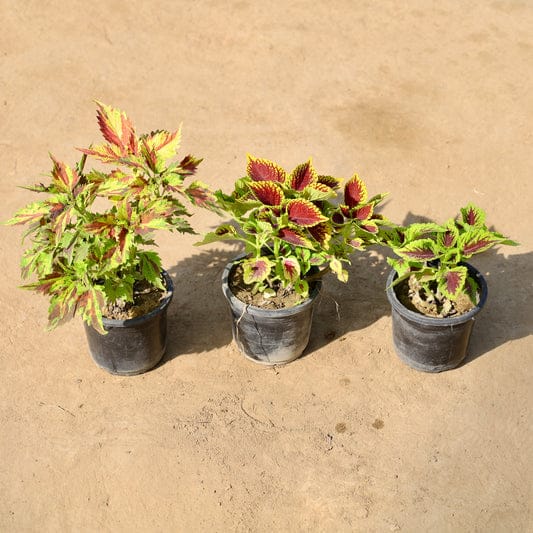 (Set of 3) Colous plant in 4 inch pot