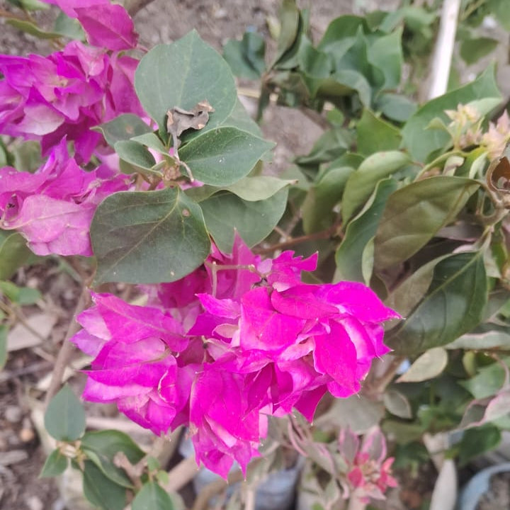 Bougainvillea plant (pune) in 5 inch nursery bag