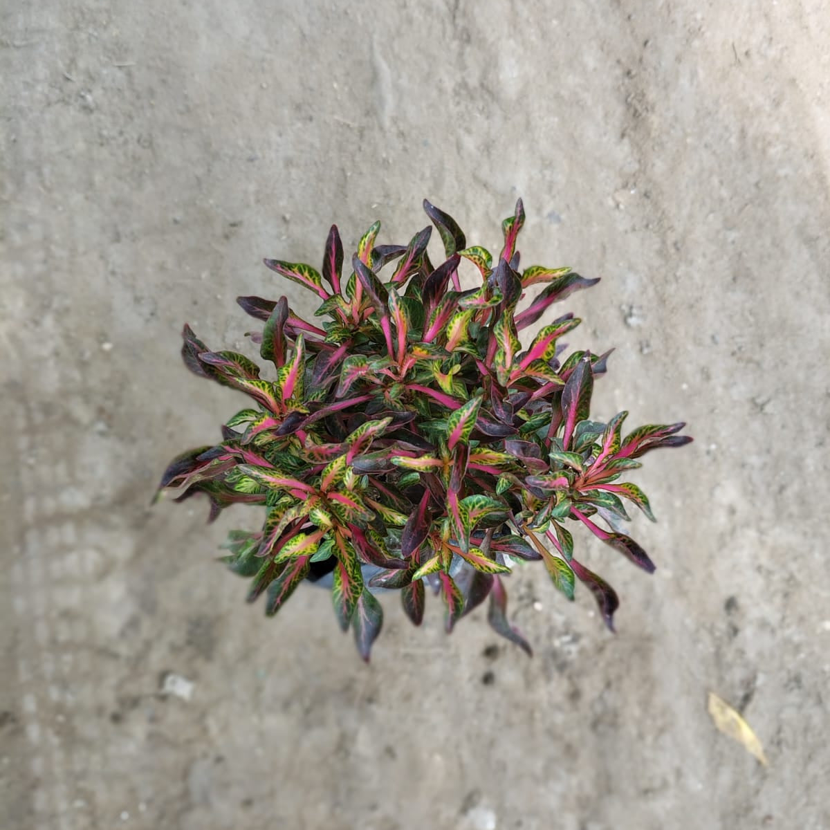 Alternanthera - Red/Purple Joyweed Ornamental Plant (Plant in 6 inch Polybag)