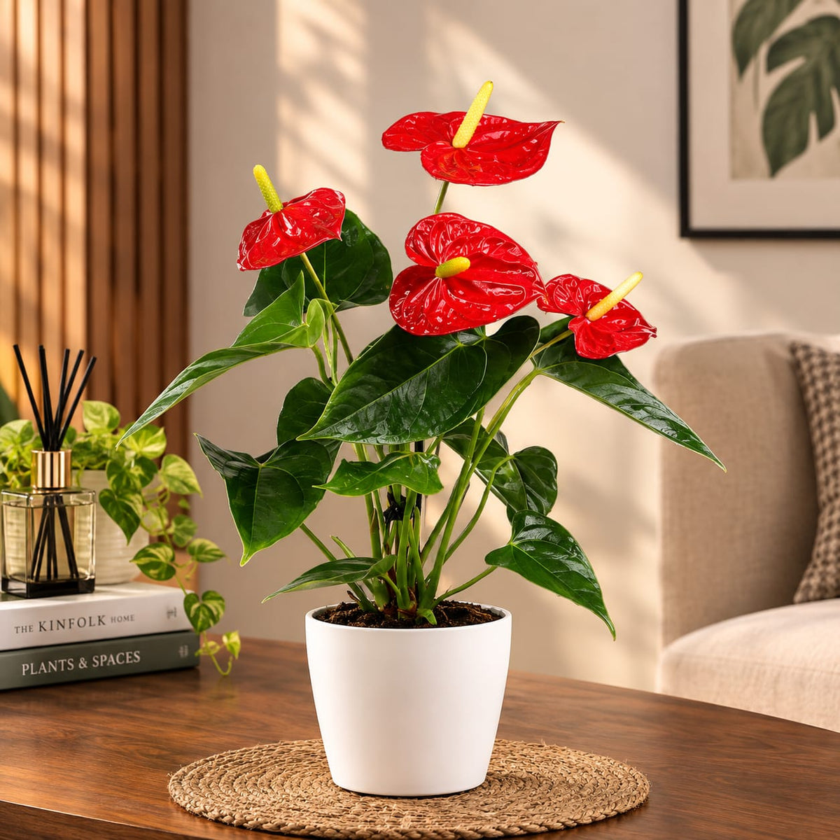 Red Anthurium Plant in 6 inch pot – Beautiful Indoor Flowering Plant | Flamingo Flower