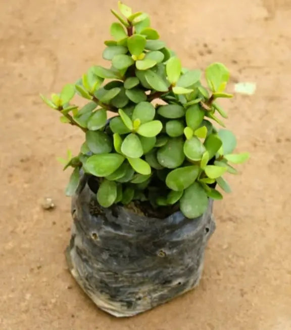 jade plant variety Big leaf Jade plant (Puna variety )4 inch polybag – Plantncr