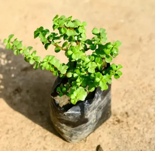 jade plant shopping Jade plant in 4 inch polybag – Plantncr