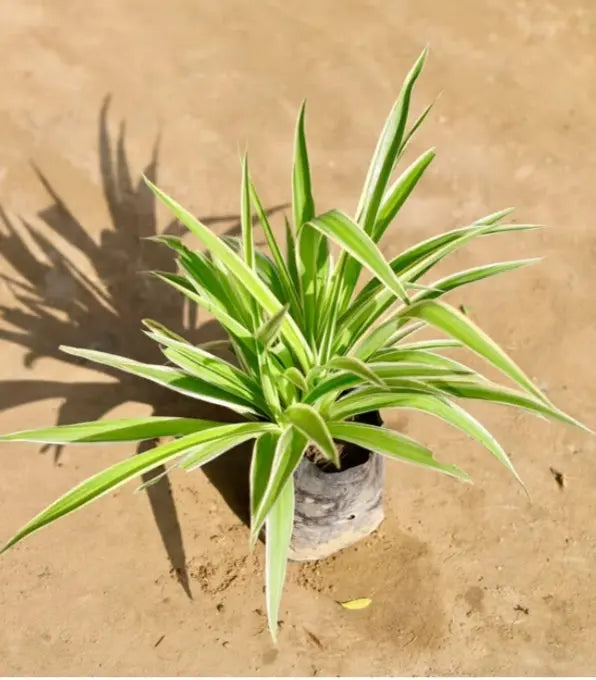 spider plant india Spider plant in 4 inch polybag – Plantncr