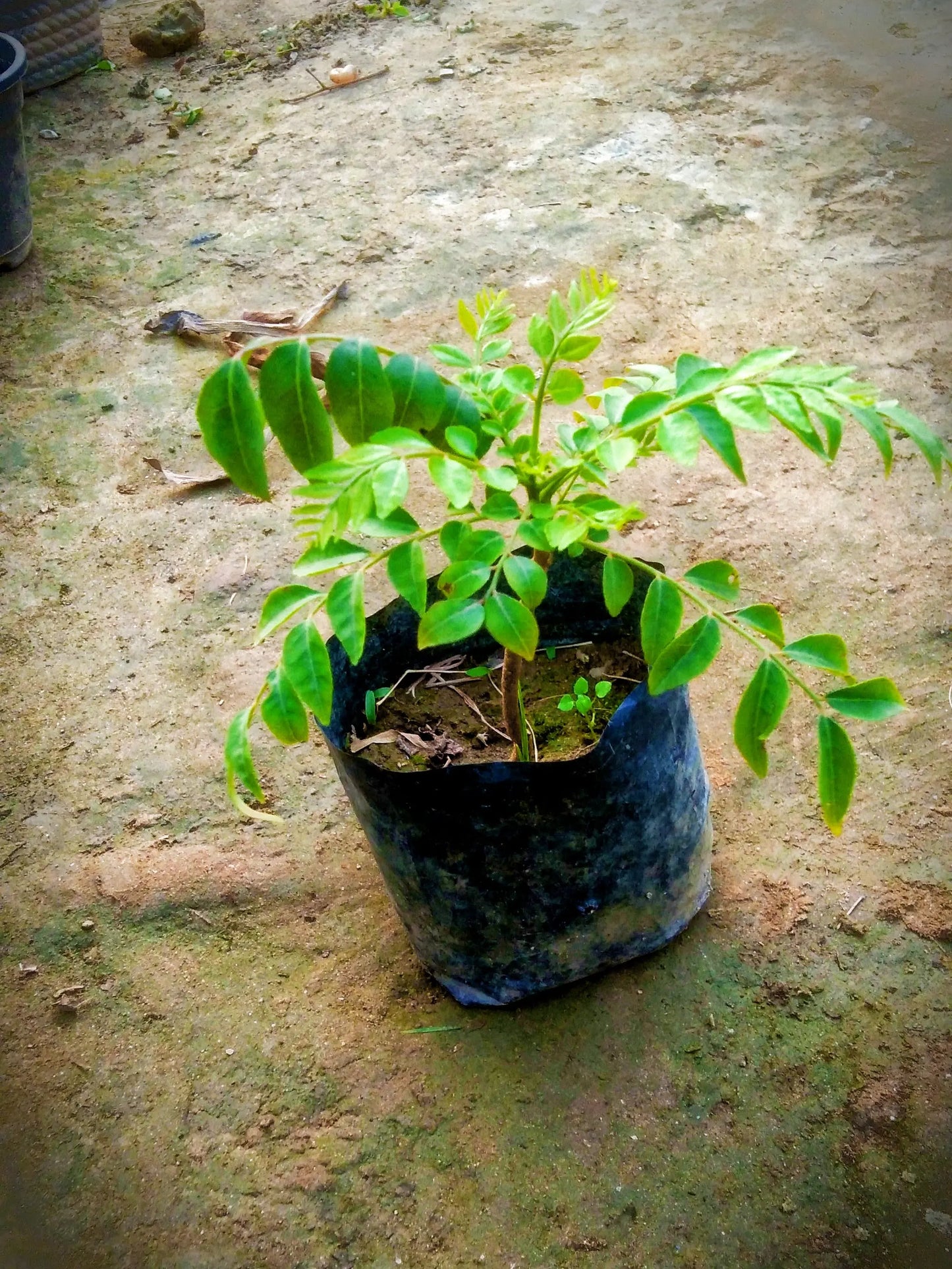 Curry leaf plant (kadhi patta ,meetha neem) in 4 inch polybag My Store