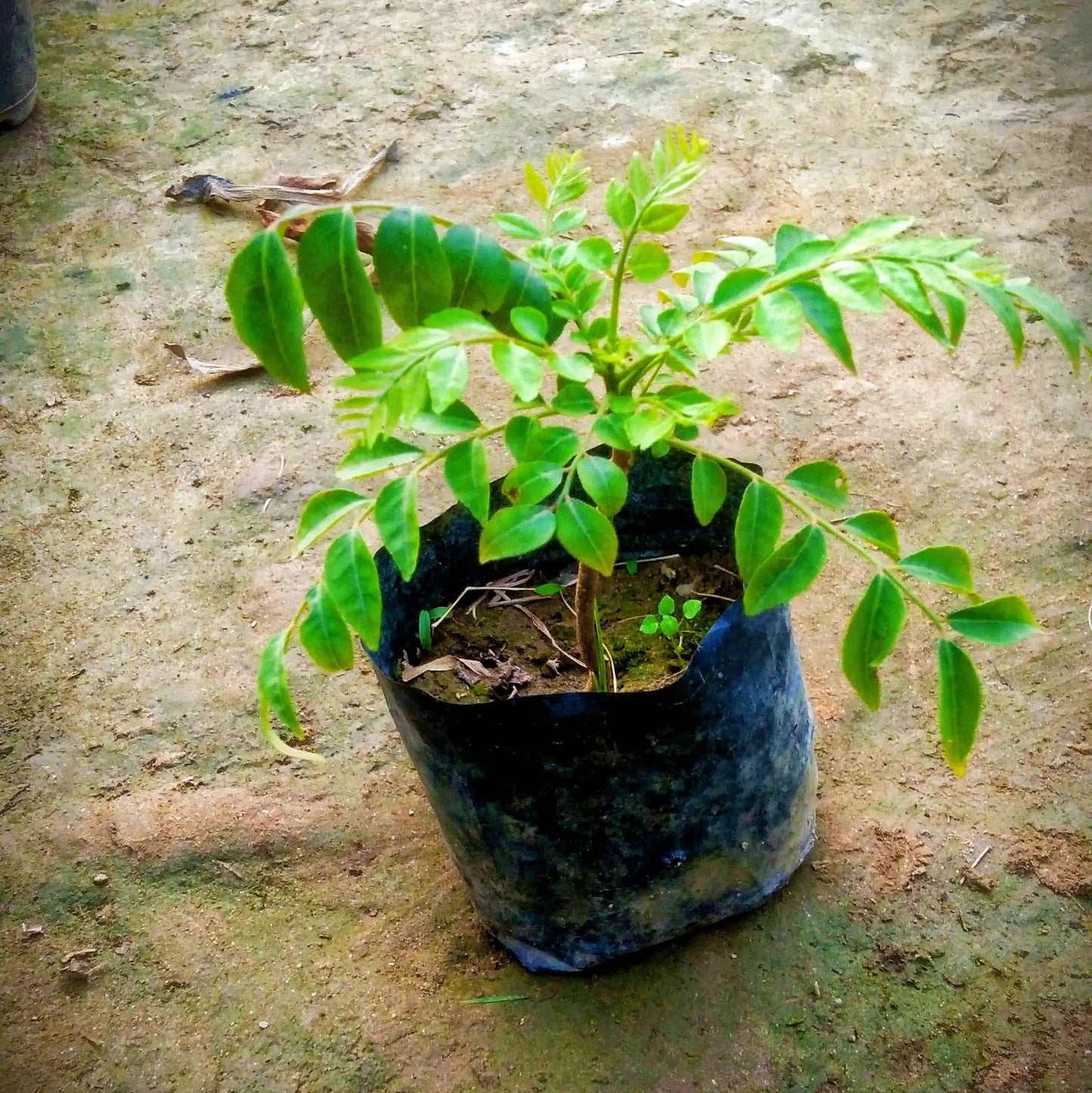 Curry leaf plant (kadhi patta ,meetha neem) in 4 inch polybag My Store