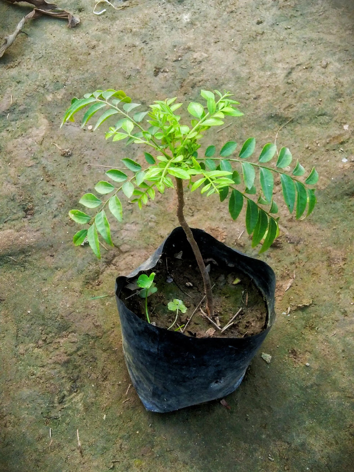 Curry leaf plant (kadhi patta ,meetha neem) in 4 inch polybag My Store