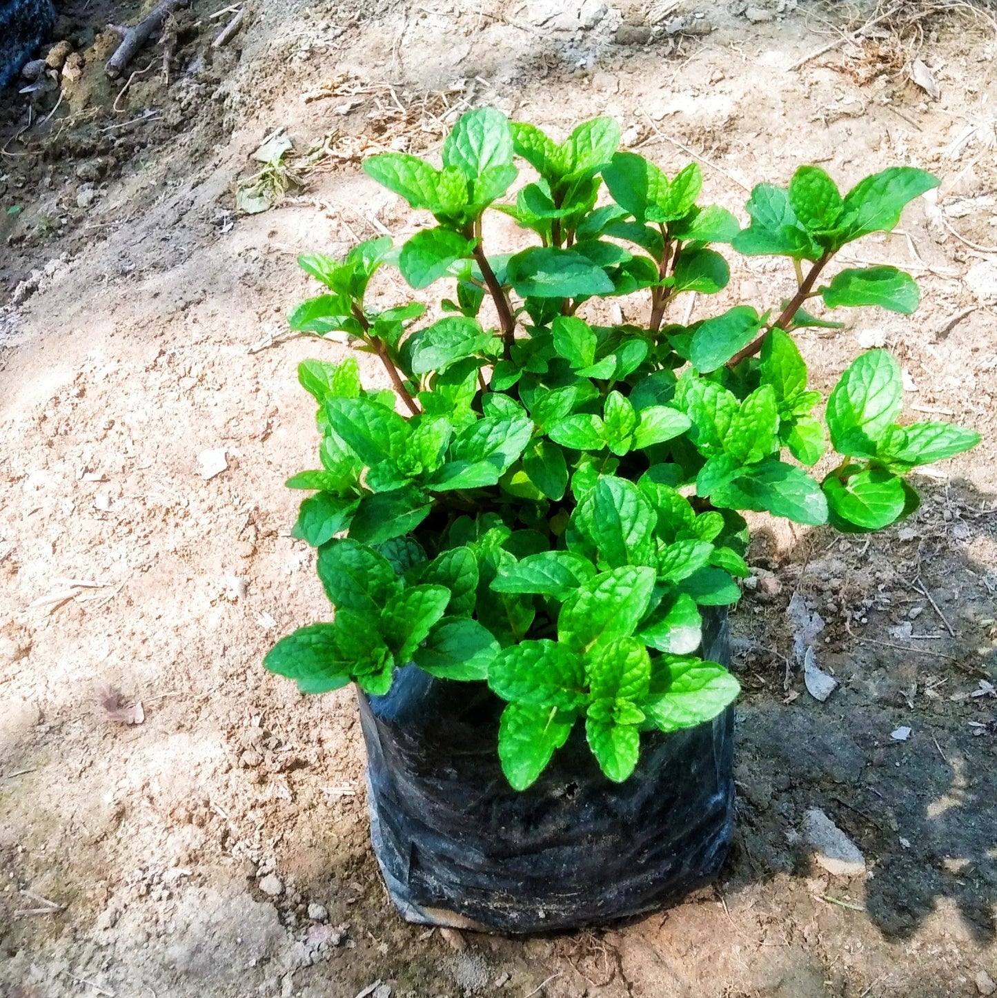 Podina (Mint) Plant in 4 Inch polybag Plantncr