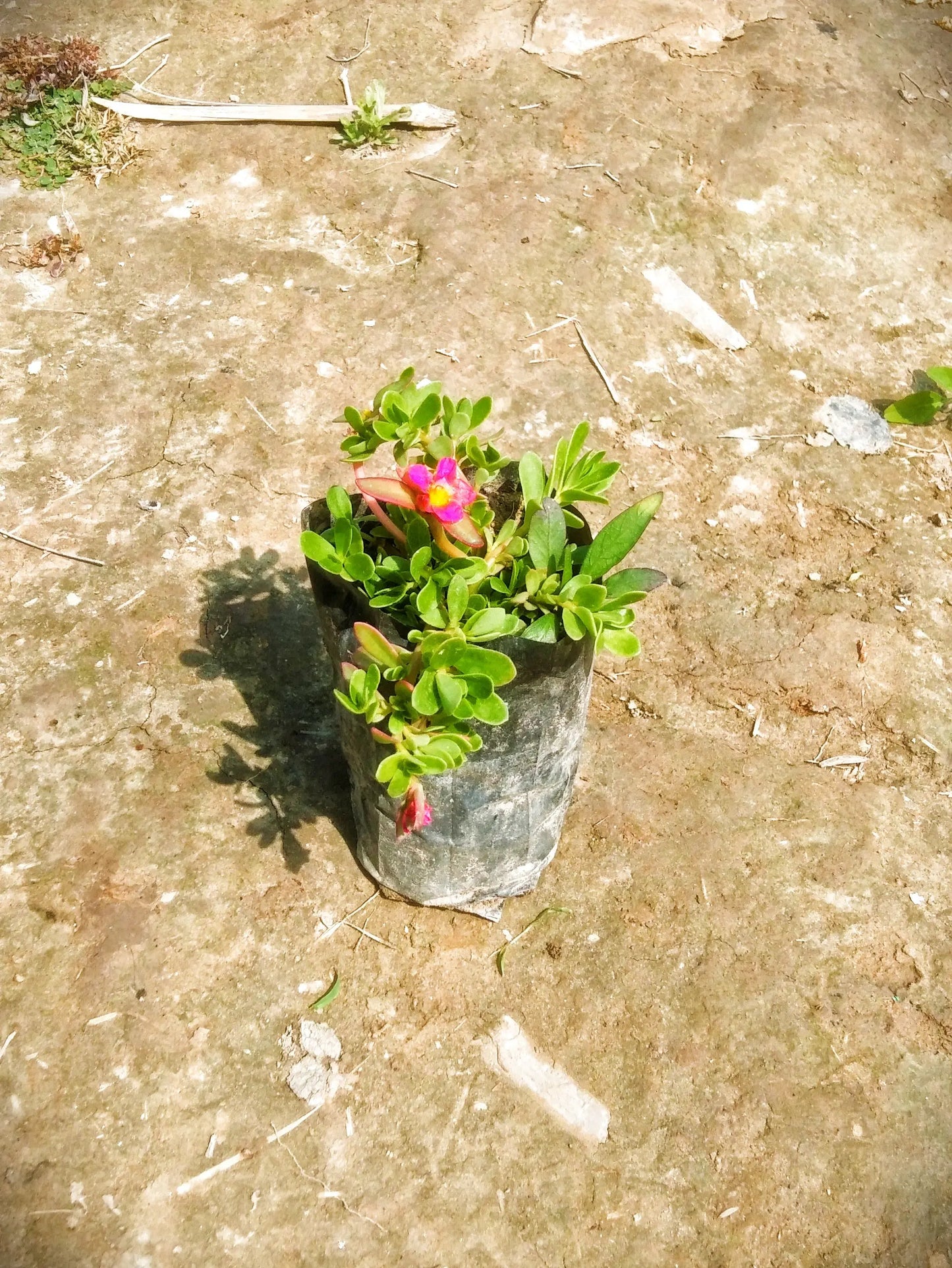 Red Kulfa ( Purslane) Plant in 4 inch polybag Plantncr