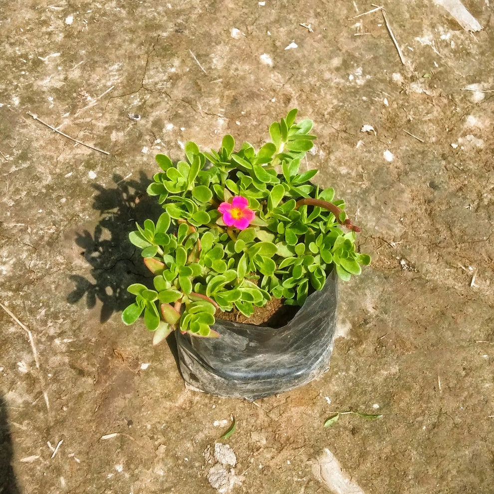Kulfa plant in 4 inch polybag @1