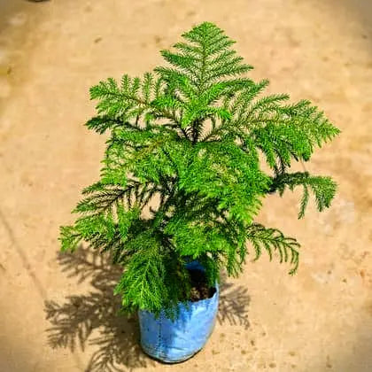 Christmas tree (Araucaria plant) in 7 inch nursery bag – Plantncr