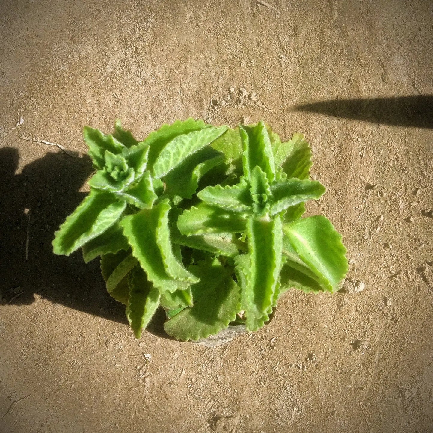 Ajwain Plant in 4 inch polybag Plantncr